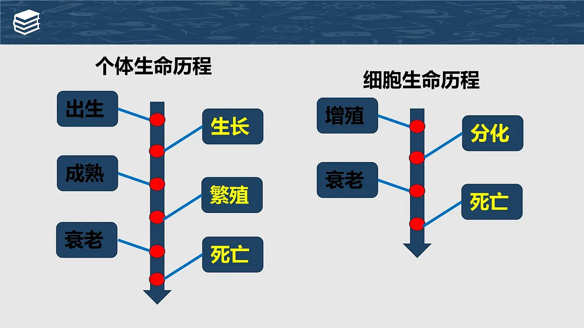 第6章 第1节 细胞的增殖 第1课时课件第2页