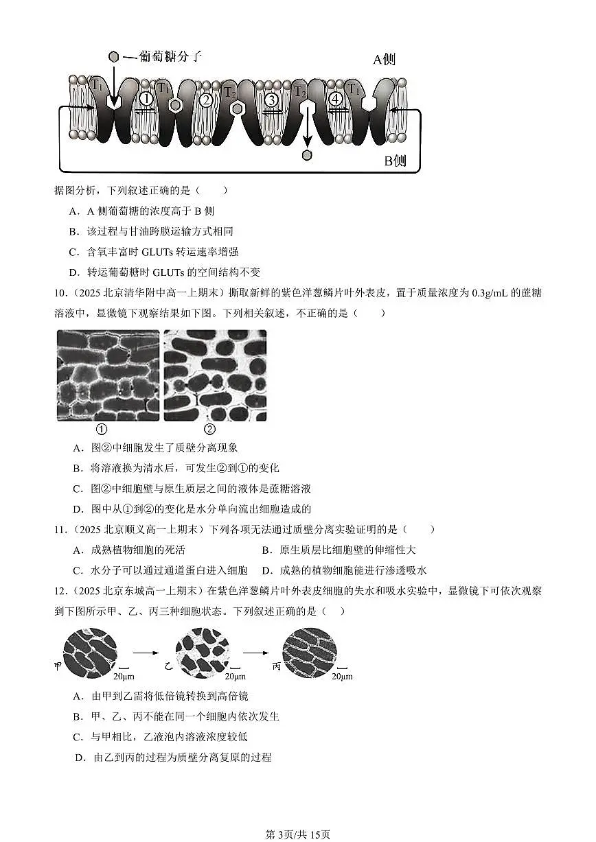 2025北京重点校高一（上）期末真题生物汇编：被动运输第3页