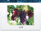 人教版 (新课标)高中生物选修1 1-1《果酒和果醋的制作》课件