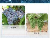 人教版 (新课标)高中生物选修1 1-1《果酒和果醋的制作》课件