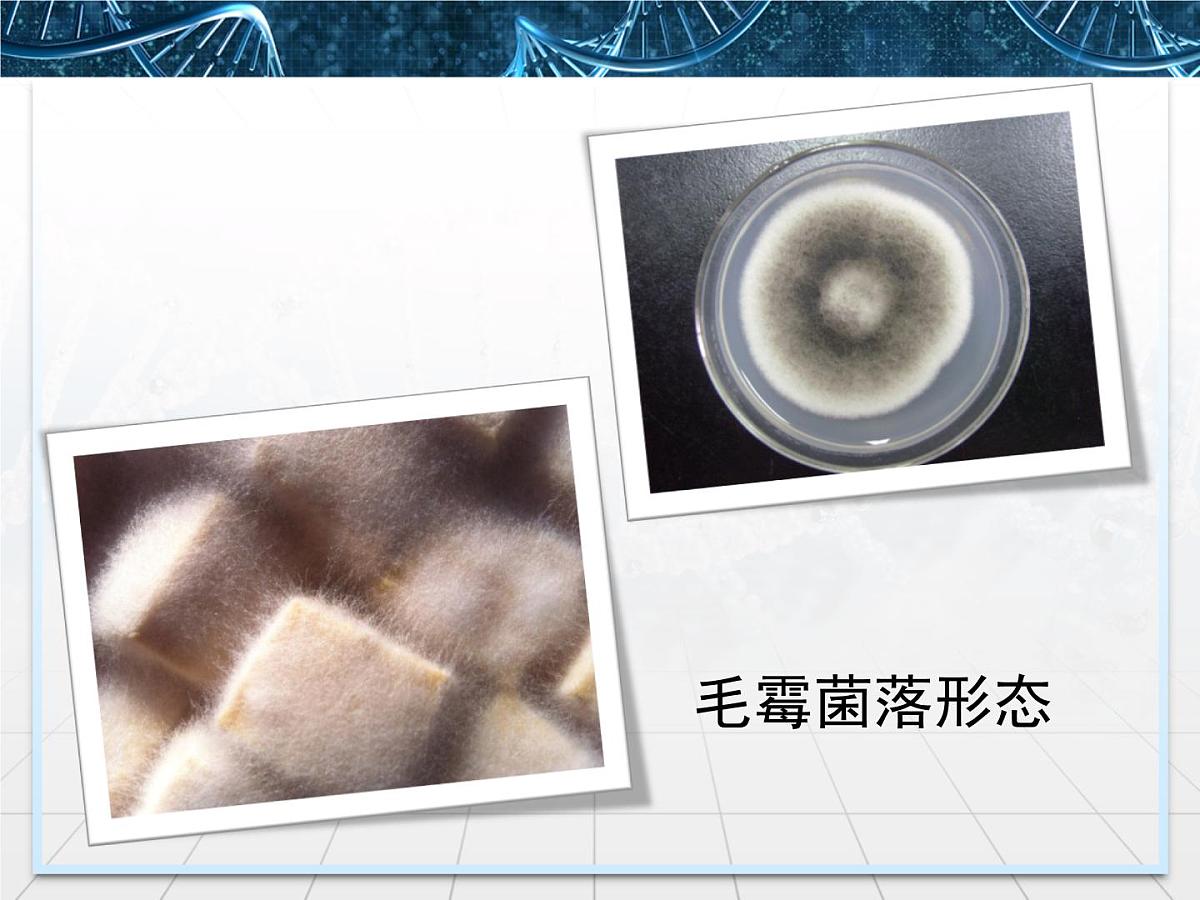 人教版 (新课标)高中生物选修1 1-2《腐乳的制作》课件第8页