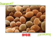 人教版 (新課標(biāo))高中生物選修1 2-1《微生物的實驗室培養(yǎng)》（第1課時）課件