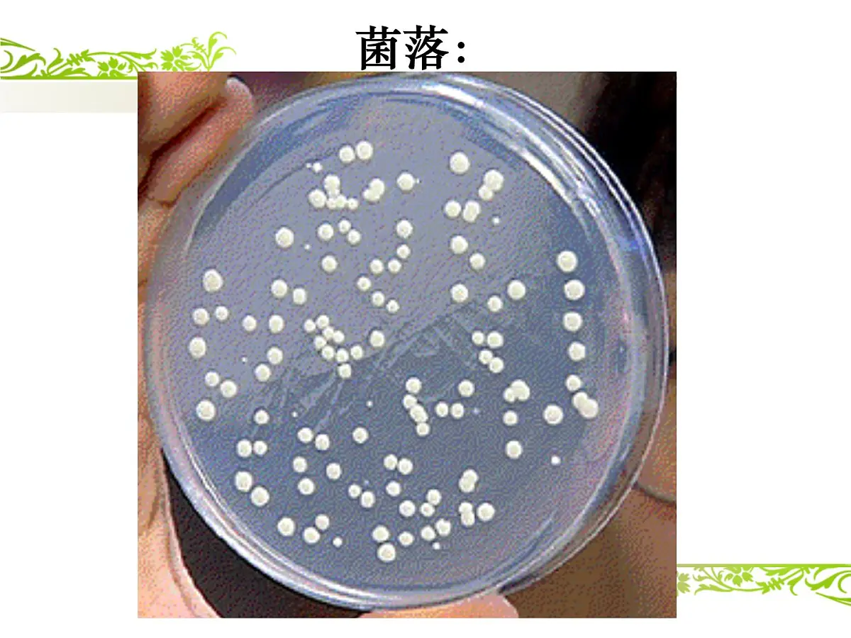 人教版 (新课标)高中生物选修1 2-1《微生物的实验室培养》（第1课时）课件第7页