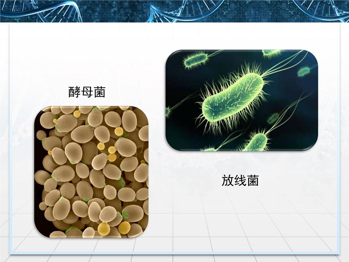 人教版 (新课标)高中生物选修1 2-1《微生物的实验室培养》课件第3页