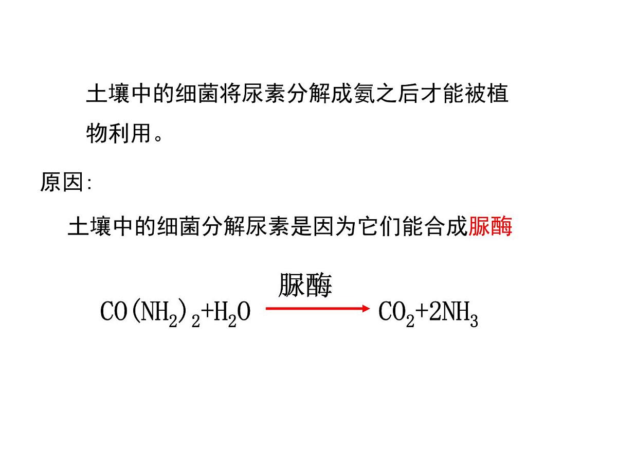 人教版 (新课标)高中生物选修1 2-2《土壤中分解尿素的细菌的分离与计数》（第1课时）课件第4页