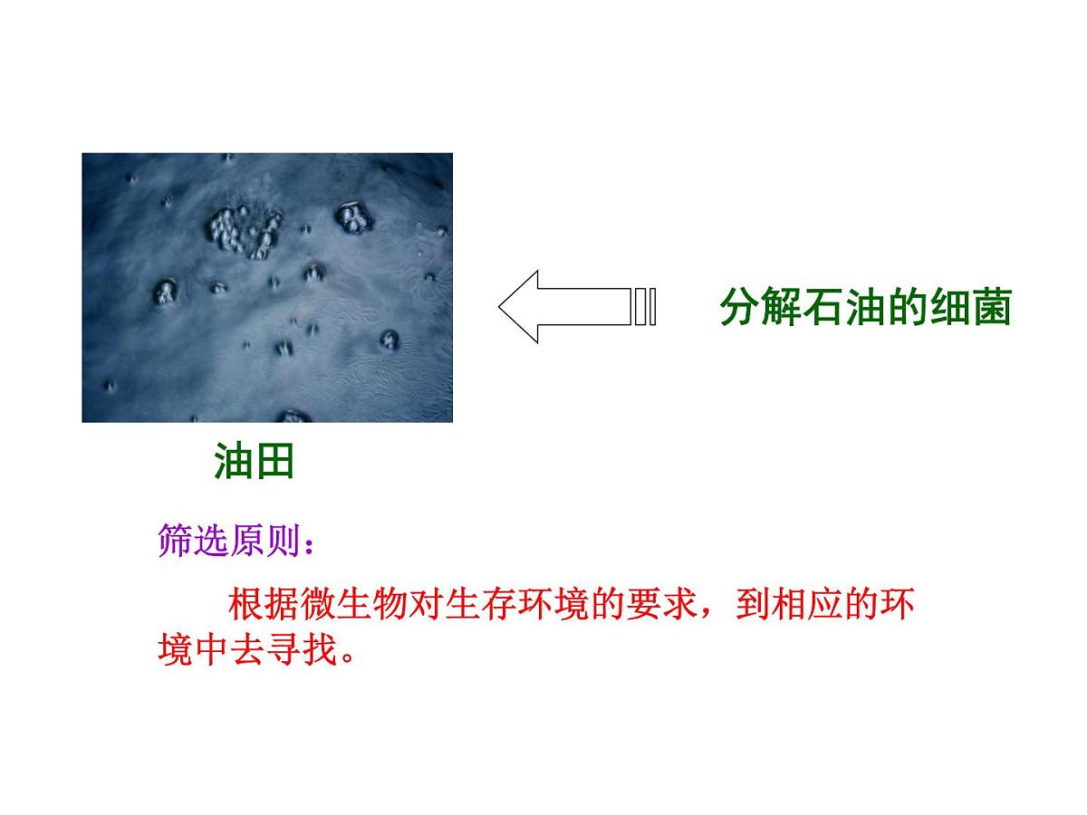 人教版 (新课标)高中生物选修1 2-2《土壤中分解尿素的细菌的分离与计数》（第1课时）课件第8页