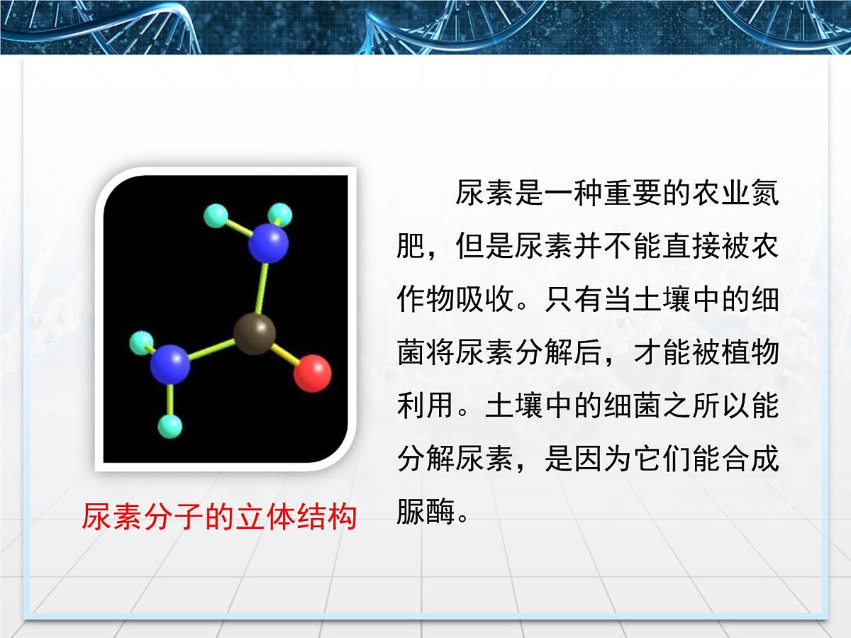 人教版 (新课标)高中生物选修1 2-2《土壤中分解尿素的细菌的分离与计数》课件第3页