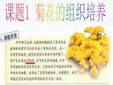 人教版 (新課標(biāo))高中生物選修1 3-1《菊花的組織培養(yǎng)》課件