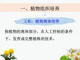人教版 (新課標(biāo))高中生物選修1 3-1《菊花的組織培養(yǎng)》課件
