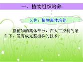 人教版 (新課標(biāo))高中生物選修1 3-1《菊花的組織培養(yǎng)》課件