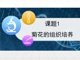 人教版 (新課標(biāo))高中生物選修1 3-1《菊花的組織培養(yǎng)》課件