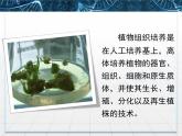 人教版 (新課標(biāo))高中生物選修1 3-1《菊花的組織培養(yǎng)》課件