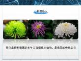 人教版 (新課標(biāo))高中生物選修1 3-1《菊花的組織培養(yǎng)》課件