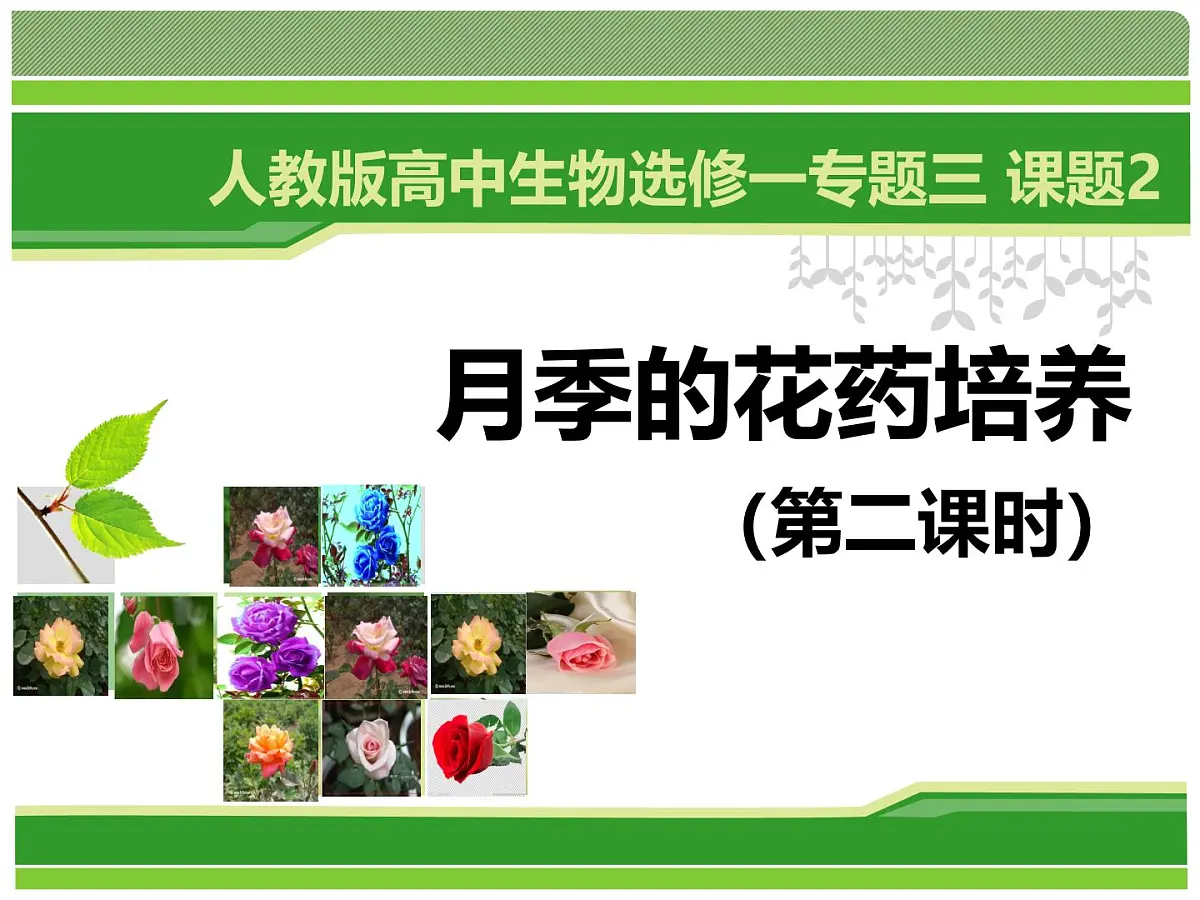 人教版 (新课标)高中生物选修1 3-2《月季的花药培养》（第2课时）课件第1页