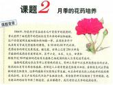 人教版 (新課標)高中生物選修1 3-2《月季的花藥培養(yǎng)》（第1課時）課件