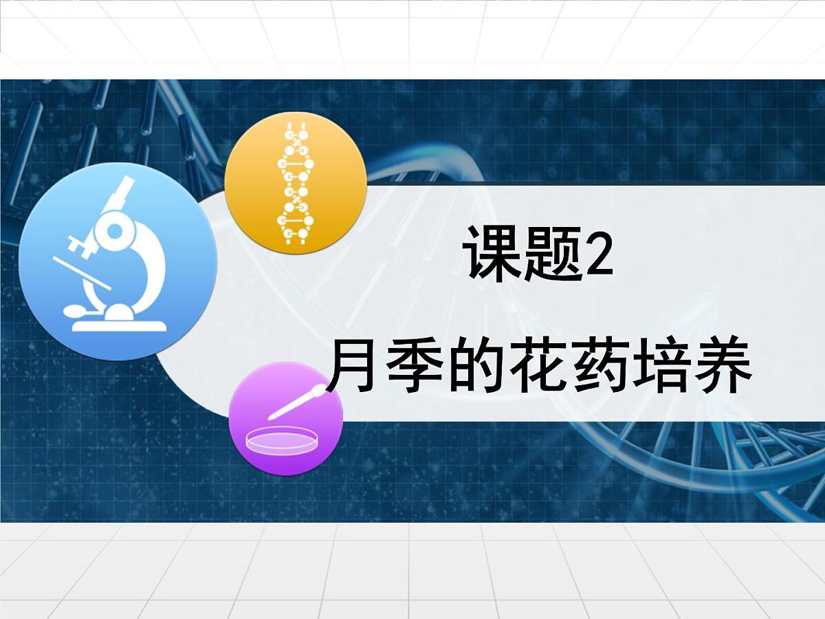 人教版 (新课标)高中生物选修1 3-2《月季的花药培养》课件第1页