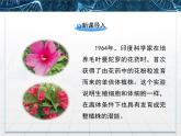 人教版 (新課標)高中生物選修1 3-2《月季的花藥培養(yǎng)》課件