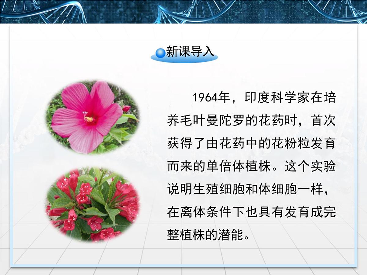 人教版 (新课标)高中生物选修1 3-2《月季的花药培养》课件第2页