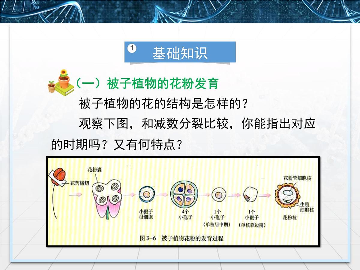 人教版 (新课标)高中生物选修1 3-2《月季的花药培养》课件第6页