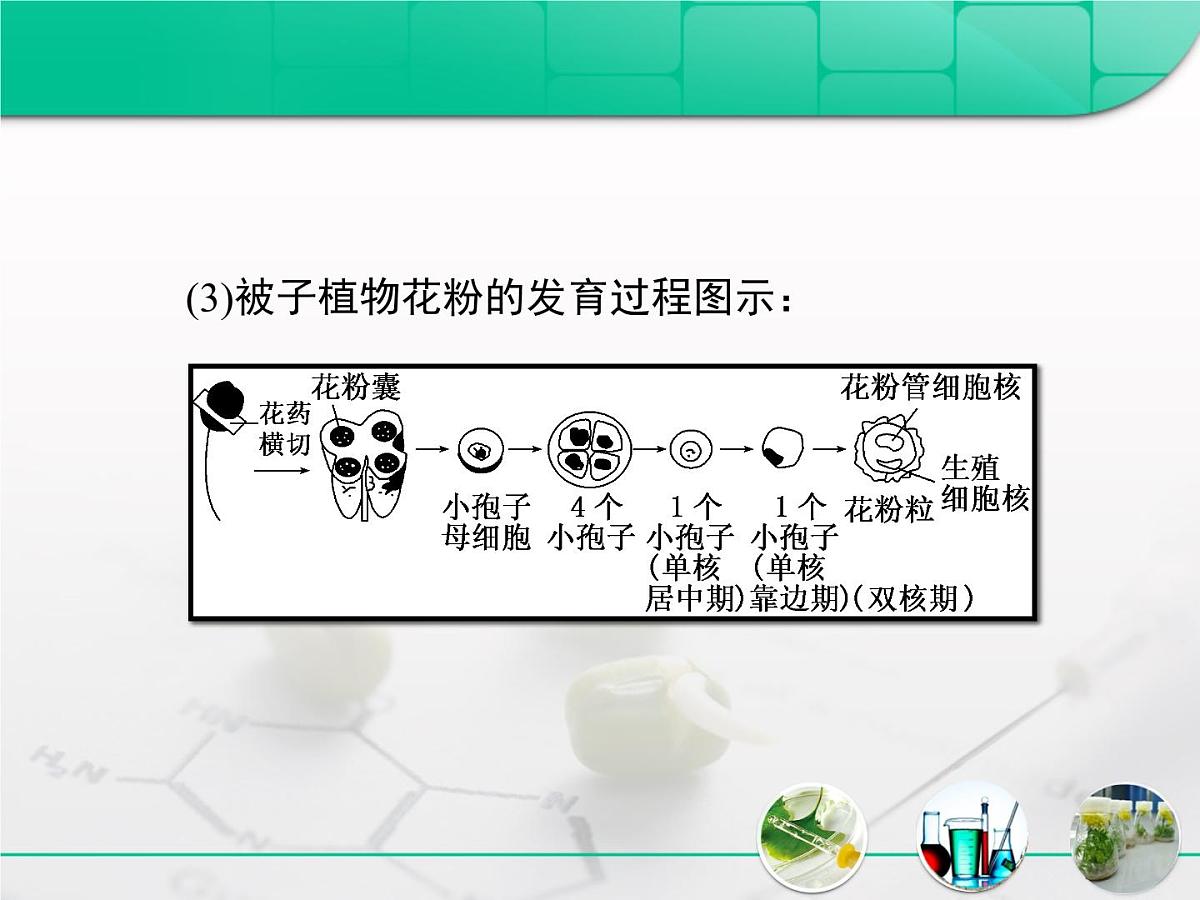 人教版 (新课标)高中生物选修1 3-2《月季的花药培养》复习课件第5页