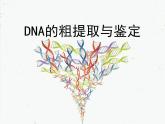 人教版 (新課標(biāo))高中生物選修1 5-1《DNA的粗提取與鑒定》課件