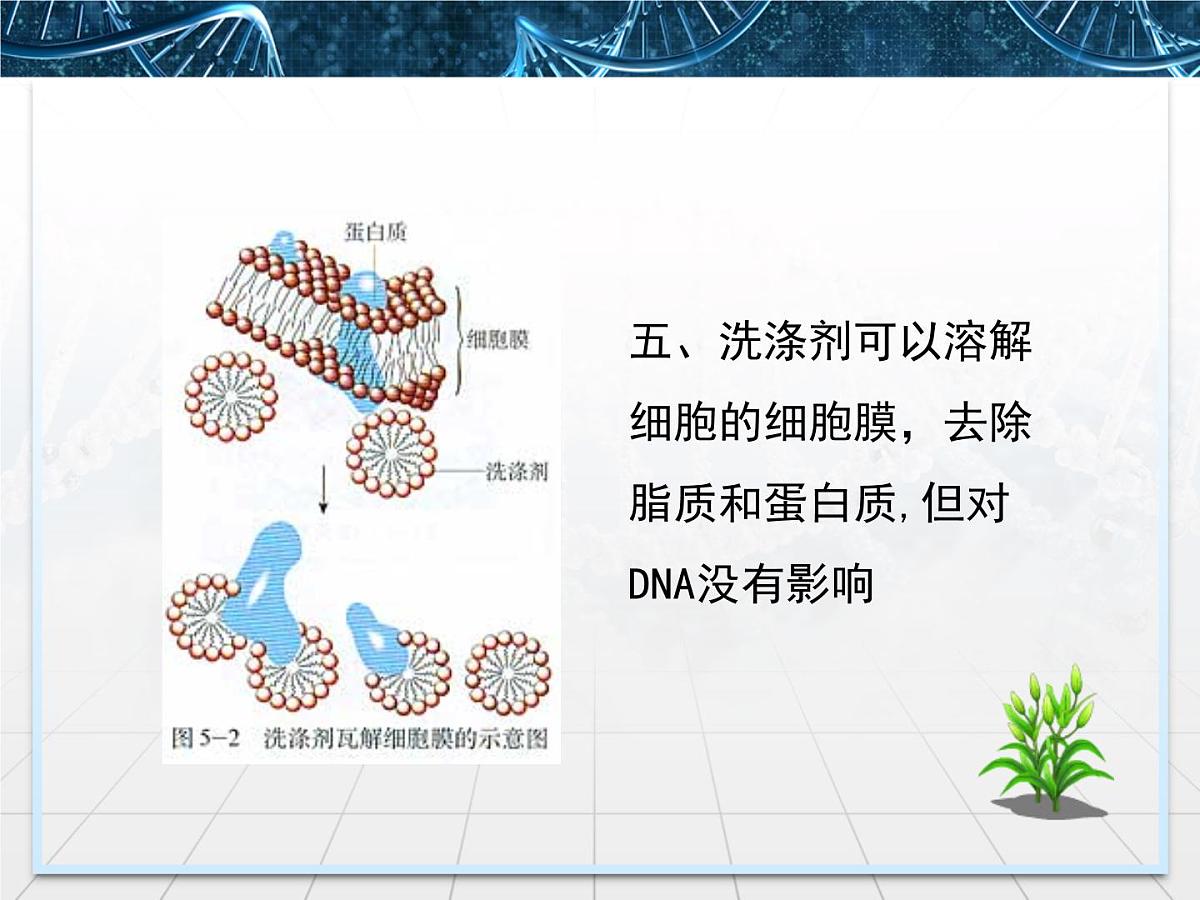 人教版 (新课标)高中生物选修1 5-1《DNA的粗提取与鉴定》课件第6页