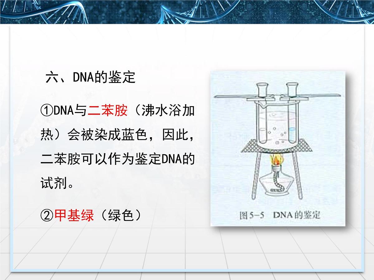 人教版 (新课标)高中生物选修1 5-1《DNA的粗提取与鉴定》课件第7页