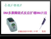 人教版 (新課標)高中生物選修1 5-2《多聚酶鏈式反應(yīng)擴增DNA片段》課件