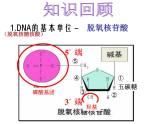 人教版 (新課標)高中生物選修1 5-2《多聚酶鏈式反應(yīng)擴增DNA片段》課件