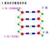 人教版 (新課標)高中生物選修1 5-2《多聚酶鏈式反應(yīng)擴增DNA片段》課件