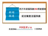 人教版 (新課標)高中生物選修1 5-2《多聚酶鏈式反應(yīng)擴增DNA片段（第1課時）》課件