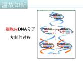 人教版 (新課標)高中生物選修1 5-2《多聚酶鏈式反應(yīng)擴增DNA片段（第1課時）》課件