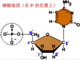 人教版 (新課標)高中生物選修1 5-2《多聚酶鏈式反應(yīng)擴增DNA片段》（第1課時）課件