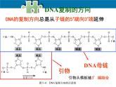 人教版 (新課標)高中生物選修1 5-2《多聚酶鏈式反應(yīng)擴增DNA片段》（第1課時）課件