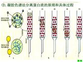人教版 (新課標(biāo))高中生物選修1 5-3《血紅蛋白的提取和分離》課件
