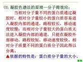 人教版 (新課標(biāo))高中生物選修1 5-3《血紅蛋白的提取和分離》課件