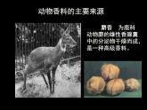 人教版 (新課標)高中生物選修1 6-1《植物芳香油的提取》課件