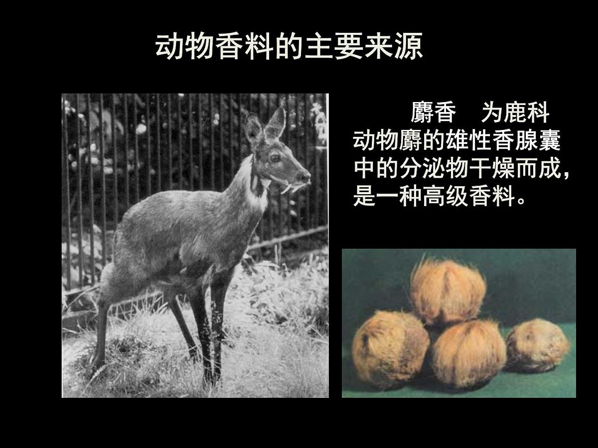 人教版 (新课标)高中生物选修1 6-1《植物芳香油的提取》课件第4页