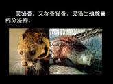 人教版 (新課標)高中生物選修1 6-1《植物芳香油的提取》課件