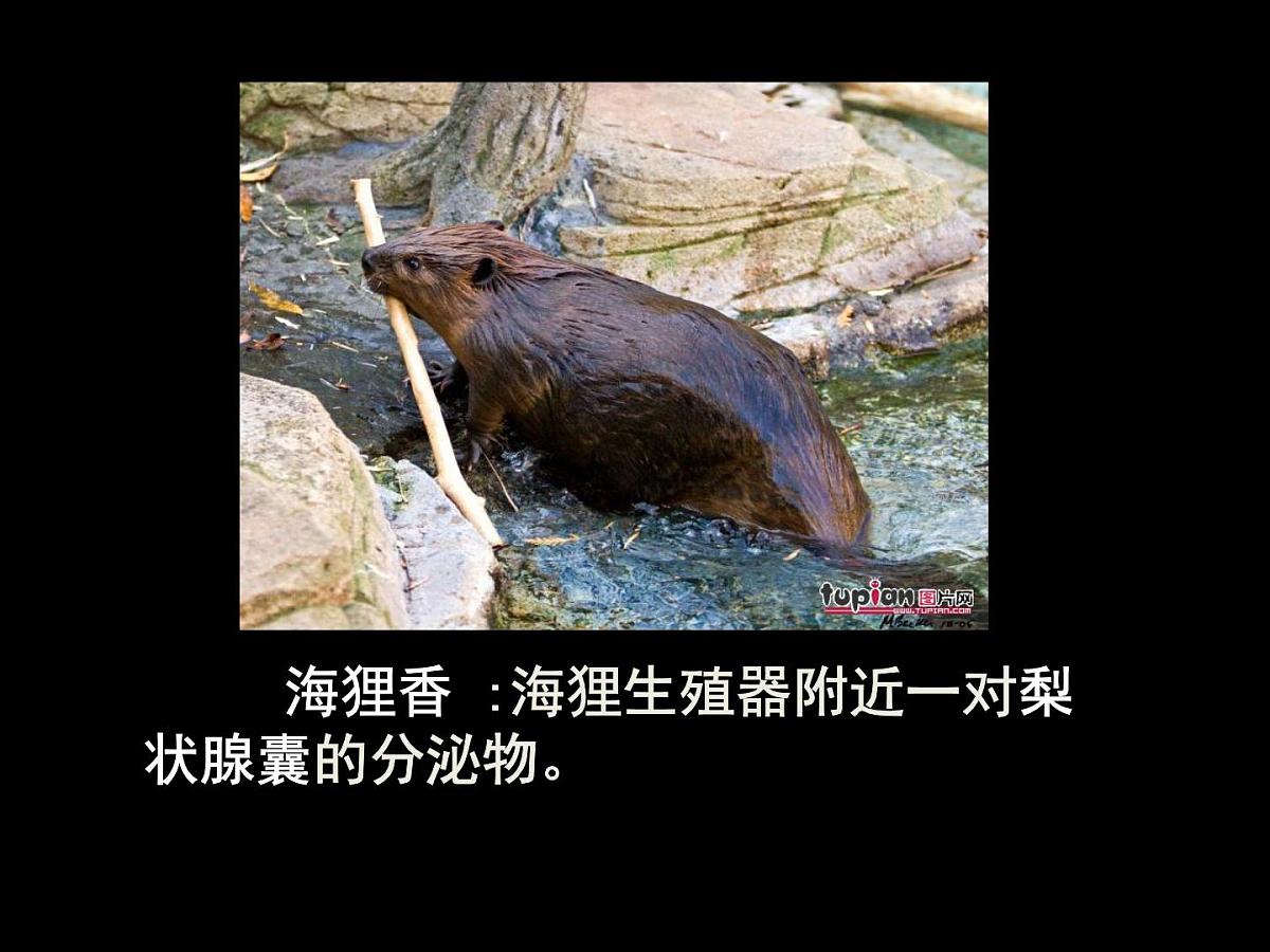 人教版 (新课标)高中生物选修1 6-1《植物芳香油的提取》课件第6页