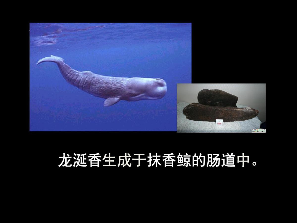 人教版 (新课标)高中生物选修1 6-1《植物芳香油的提取》课件第7页