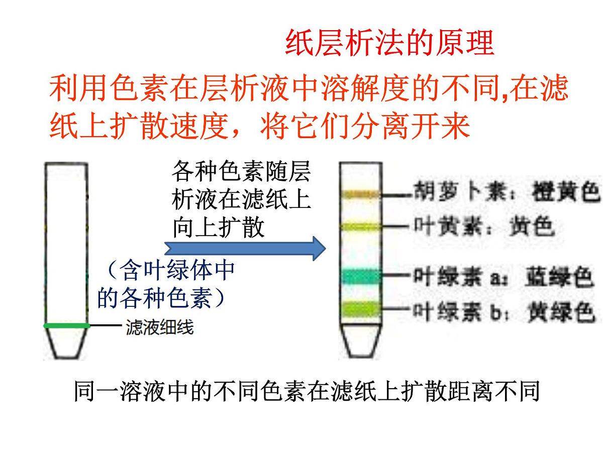 人教版 (新课标)高中生物选修1 6-2《胡萝卜素的提取》课件第5页