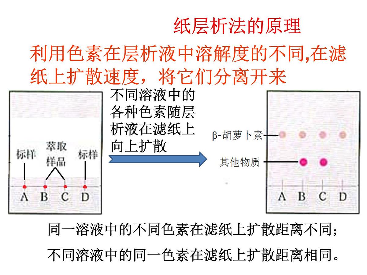 人教版 (新课标)高中生物选修1 6-2《胡萝卜素的提取》课件第6页