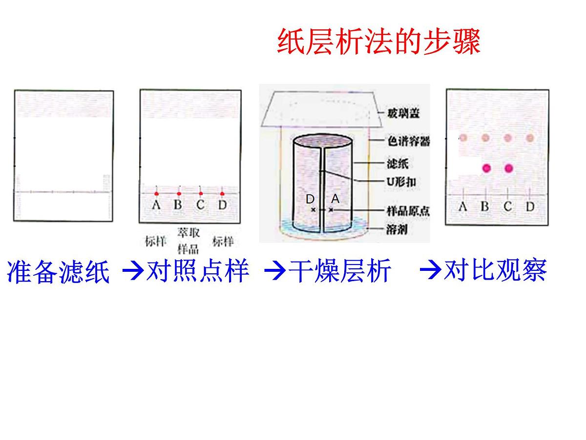 人教版 (新课标)高中生物选修1 6-2《胡萝卜素的提取》课件第7页
