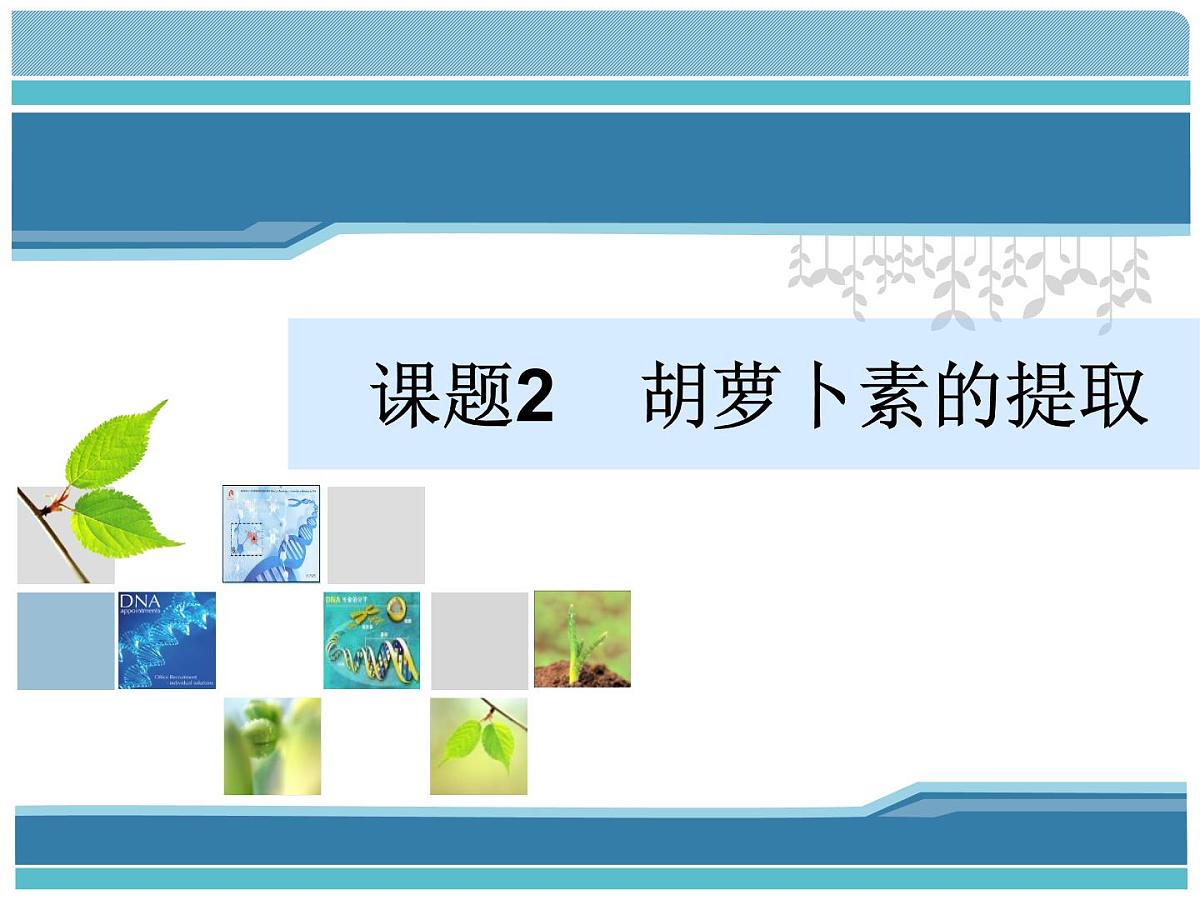 人教版 (新课标)高中生物选修1 6-2《胡萝卜素的提取》课件第1页