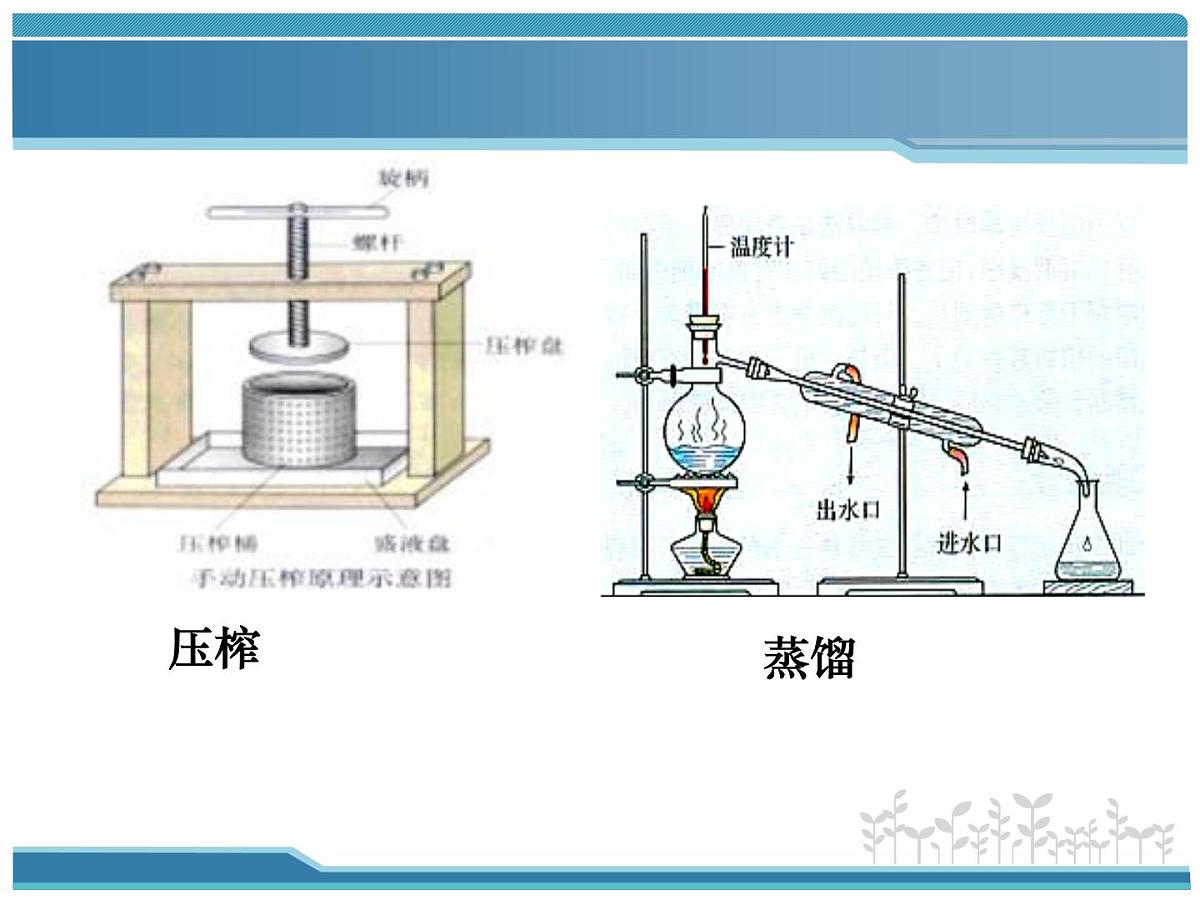 人教版 (新课标)高中生物选修1 6-2《胡萝卜素的提取》课件第5页
