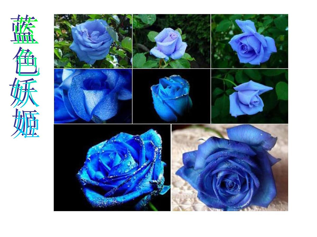 高中生物人教版（新课标）选修3 专题1《基因工程的基本操作程序》课件第1页