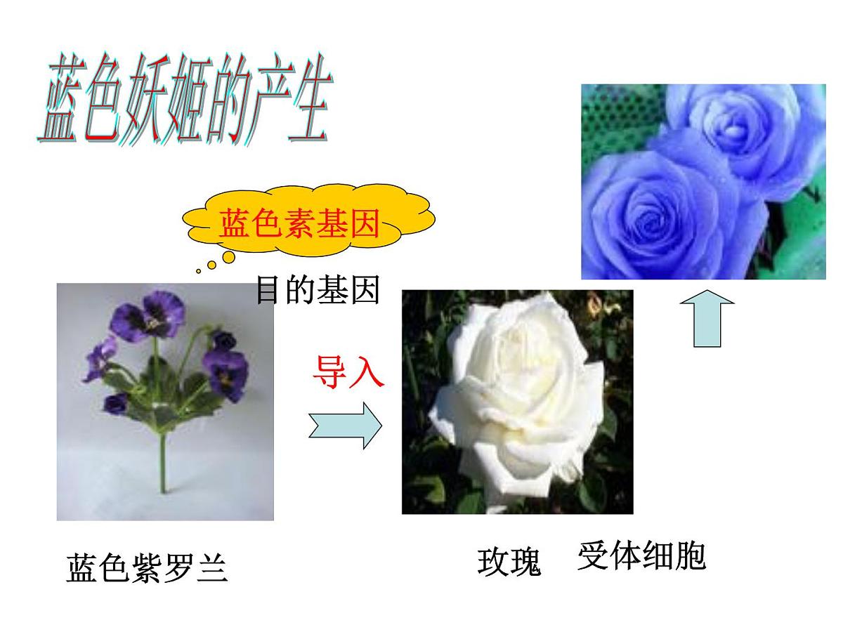 高中生物人教版（新课标）选修3 专题1《基因工程的基本操作程序》课件第2页