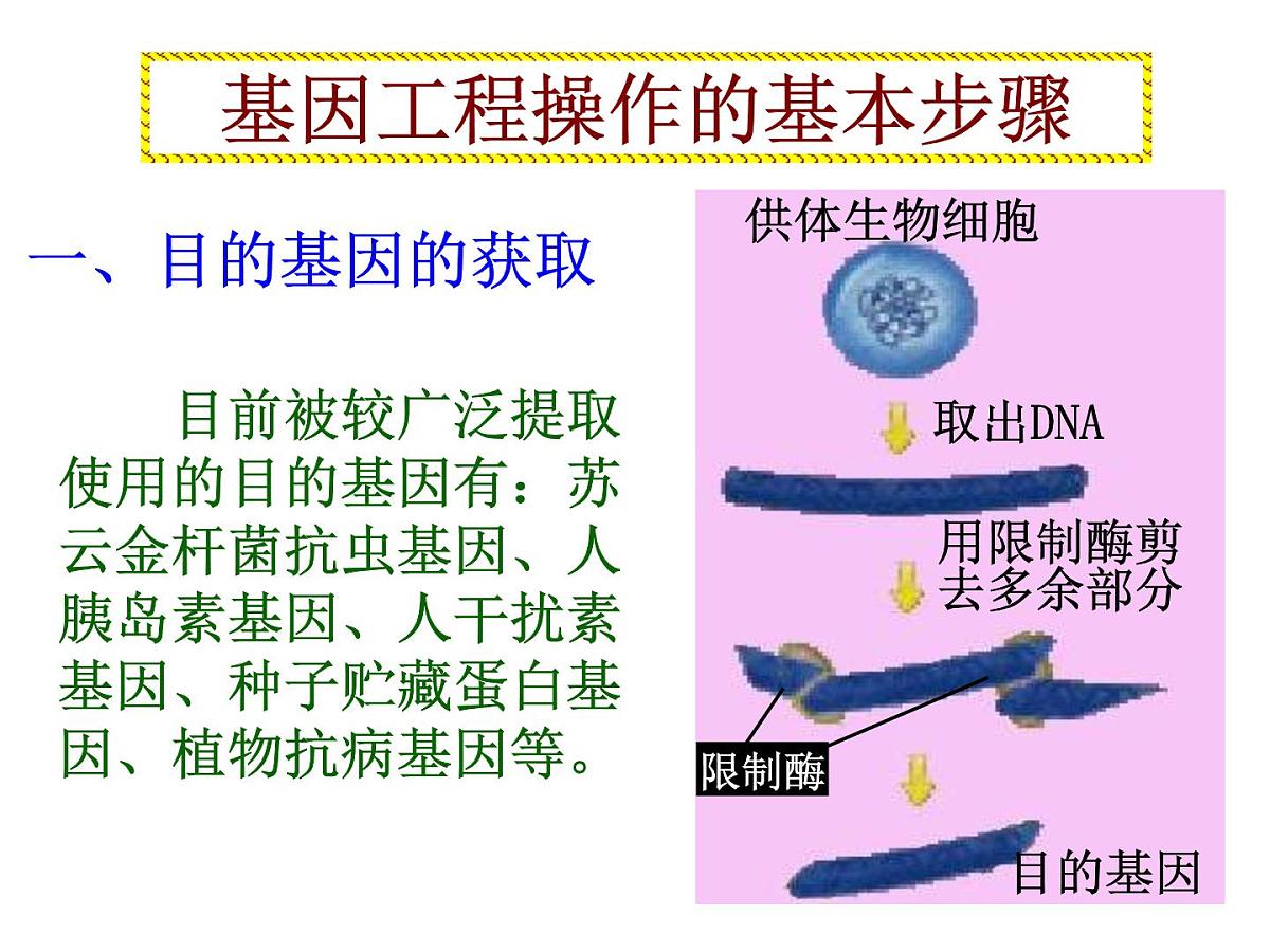 高中生物人教版（新课标）选修3 专题1《基因工程的基本操作程序》课件第6页
