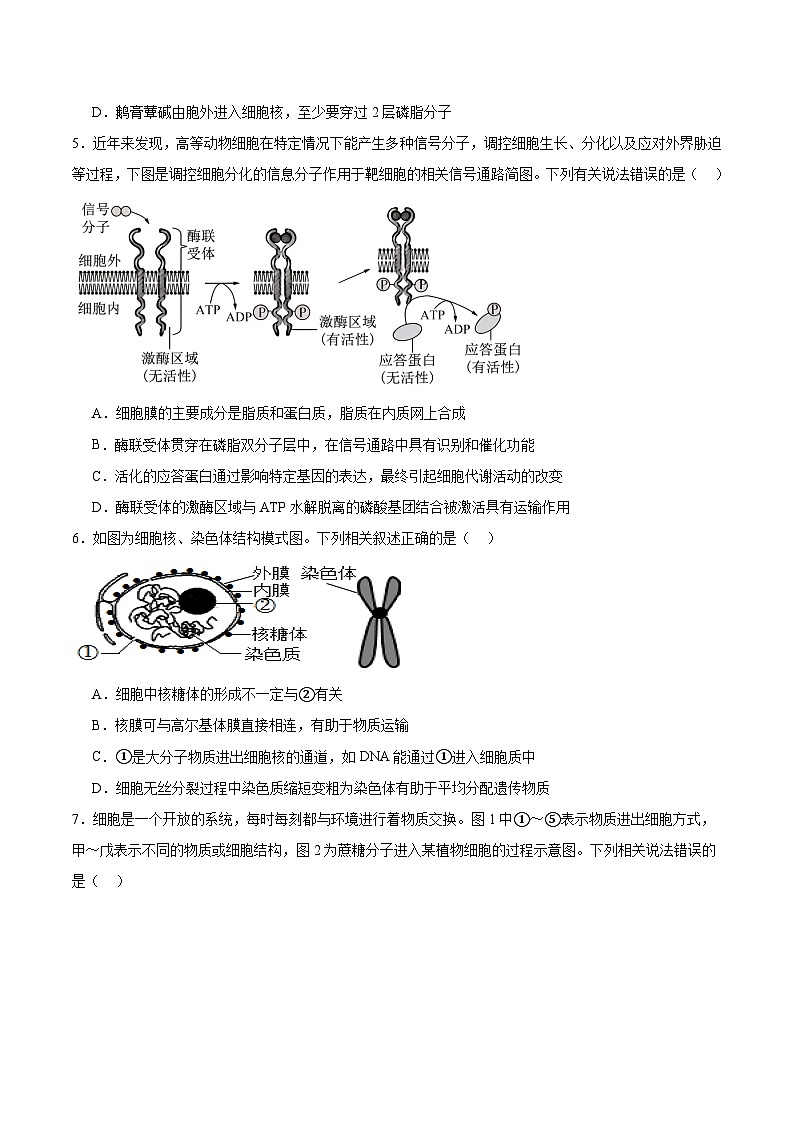湖北省宜昌市部分省级示范高中2024-2025学年高一下学期期中考试生物试题（Word版附答案）第2页